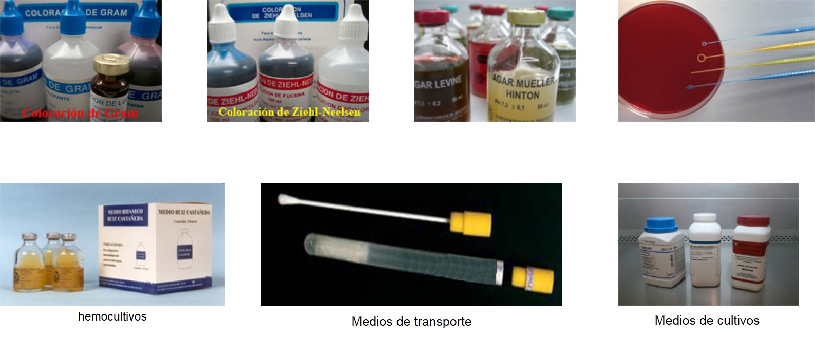 microbiologia